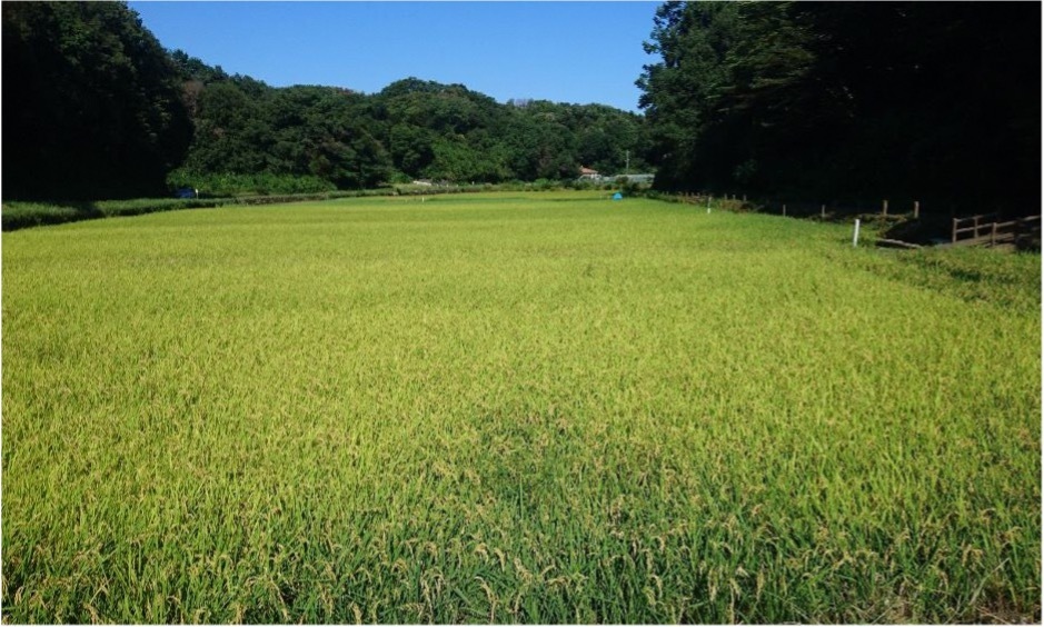 寺家地区に拡がる田園風景